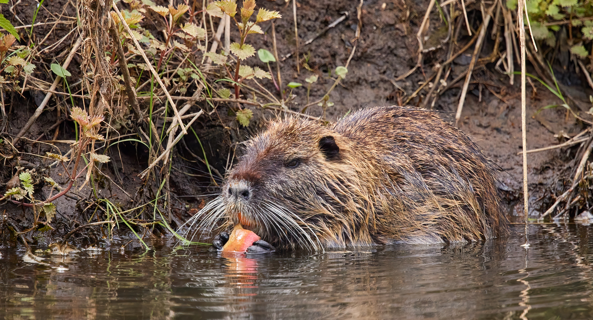 Nutria bei der Mittagspause