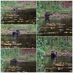 Nutria beim abendlichen Bad