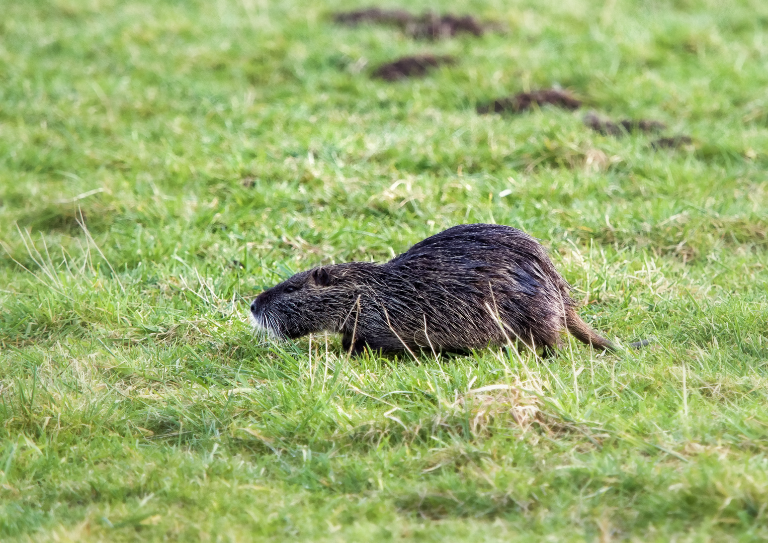 Nutria beim abendlichen Grasen