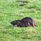 Nutria beim abendlichen Grasen