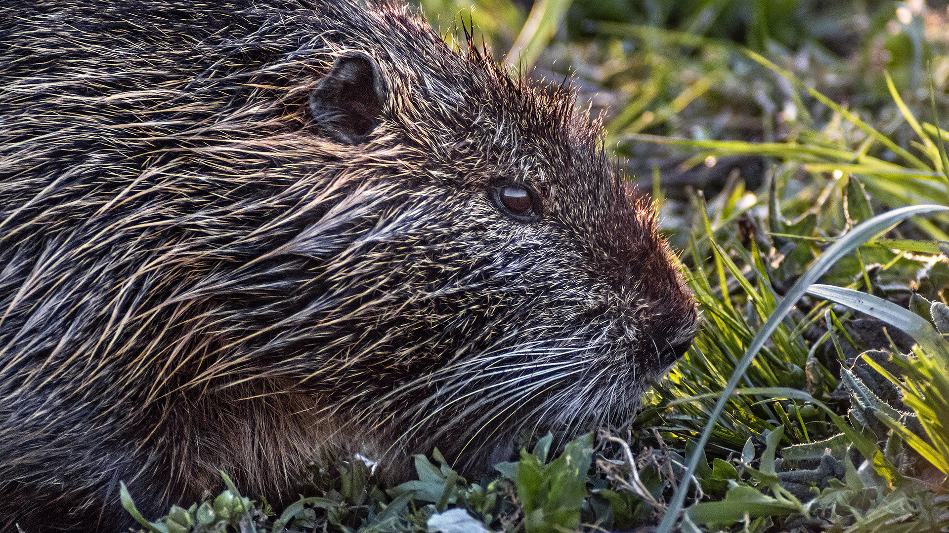 NUTRIA beim Abendsnack