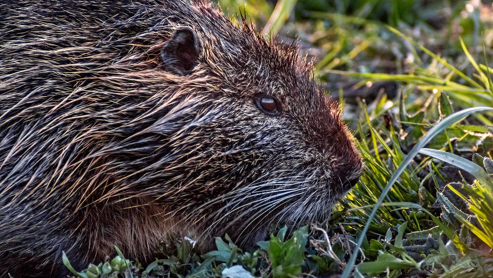 NUTRIA beim Abendsnack