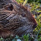 NUTRIA beim Abendsnack