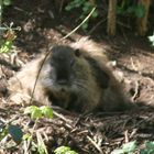 Nutria beim chillen