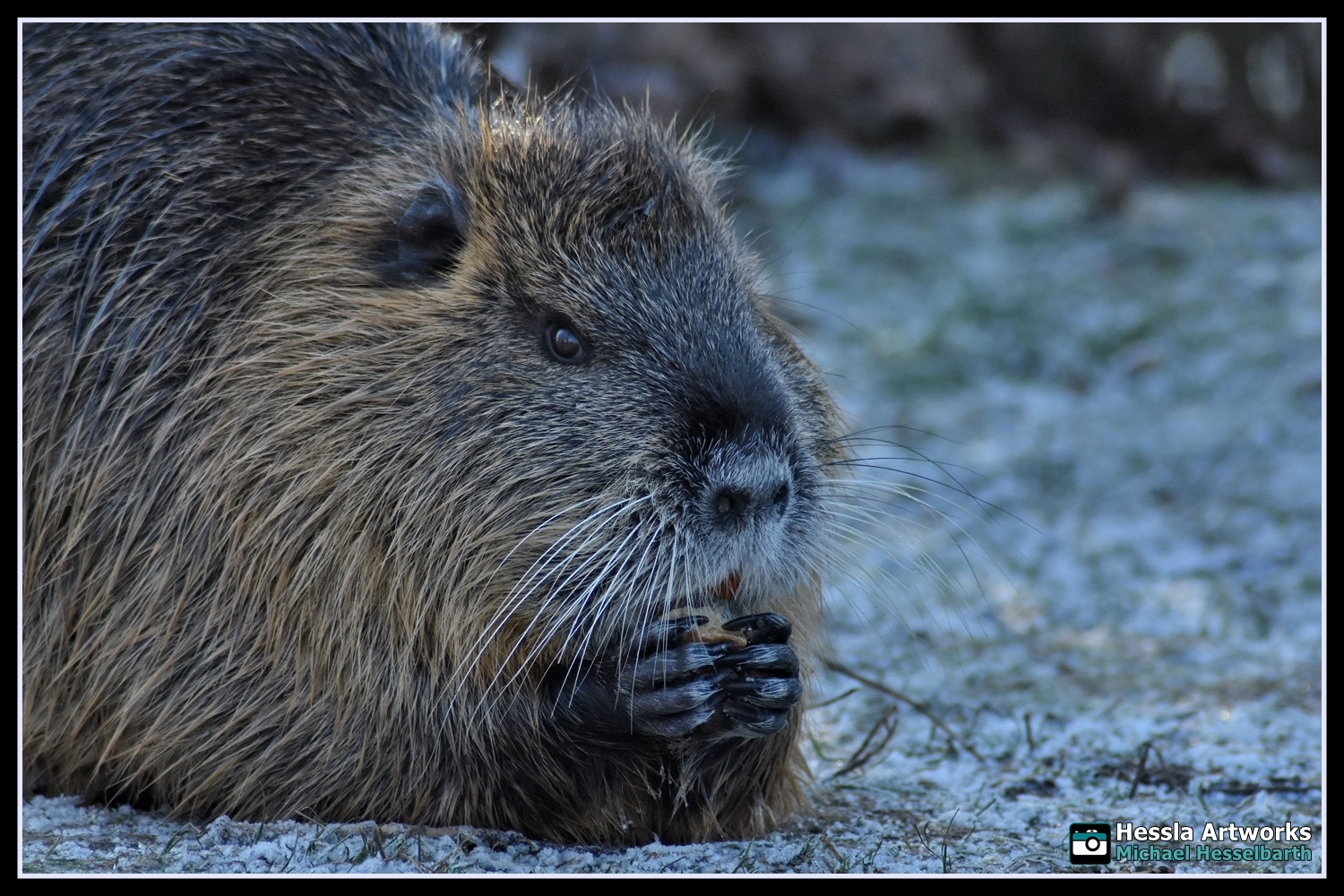 Nutria beim Essen an der Saale - Halle.