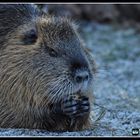 Nutria beim Essen an der Saale - Halle.