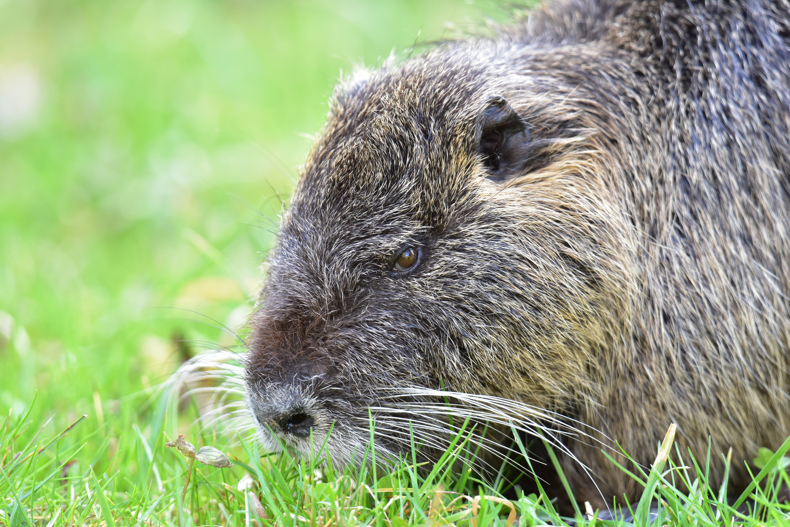 Nutria beim Fressen