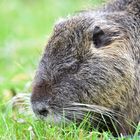 Nutria beim Fressen