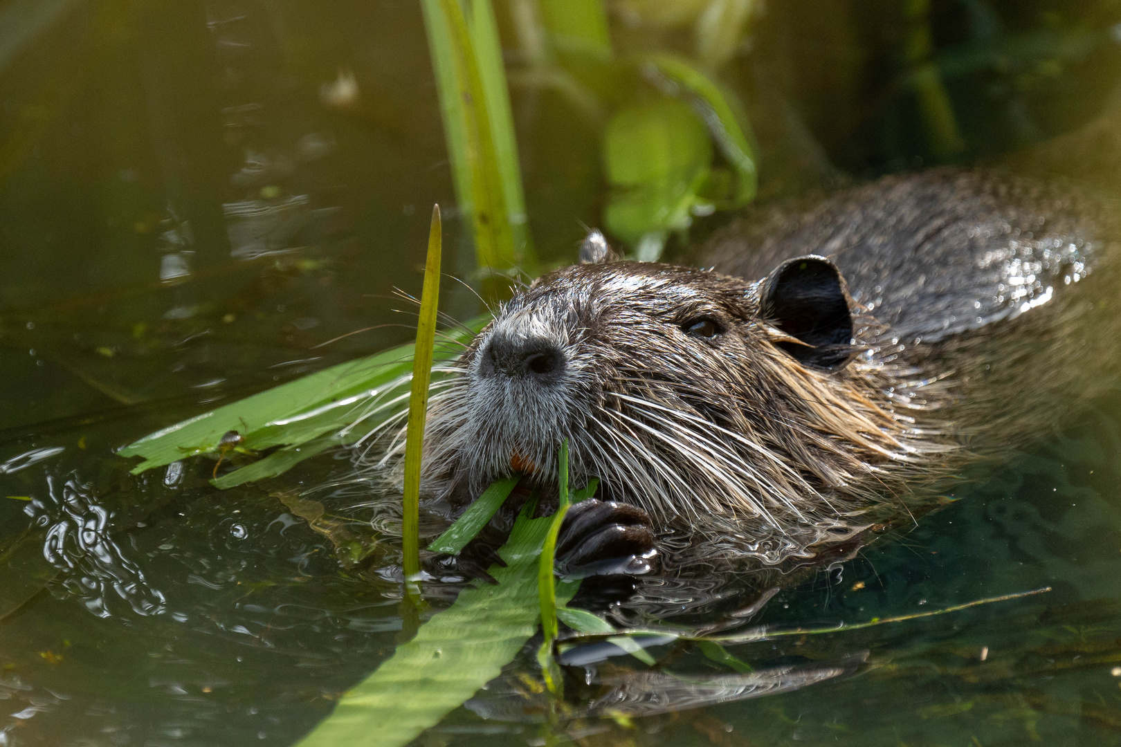 Nutria beim Fressen