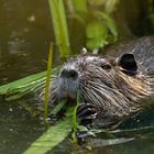 Nutria beim Fressen