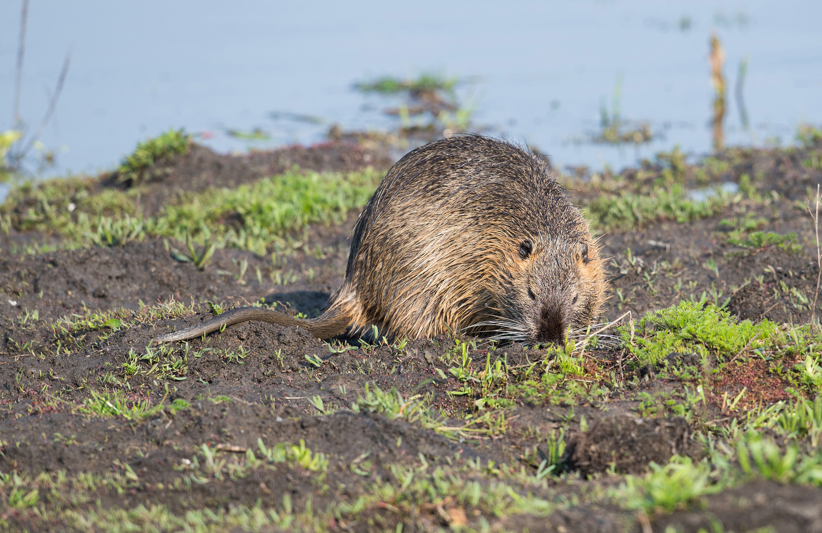 Nutria beim Frühstück