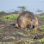 Nutria beim Frühstück