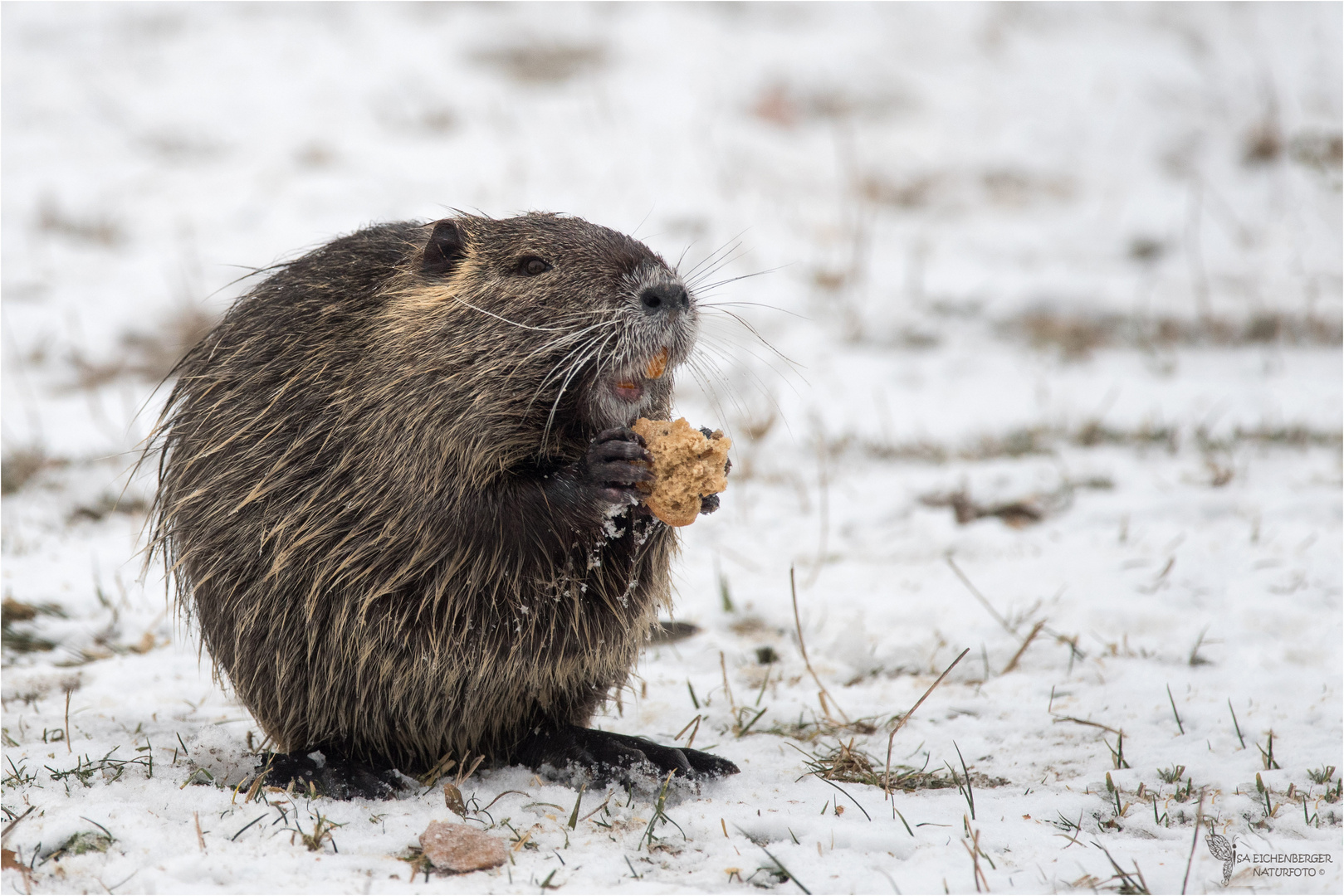 Nutria beim Frühstück