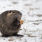 Nutria beim Frühstück