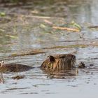 Nutria beim Frühstücken