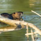 Nutria beim Futtern