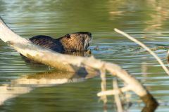 Nutria beim Futtern