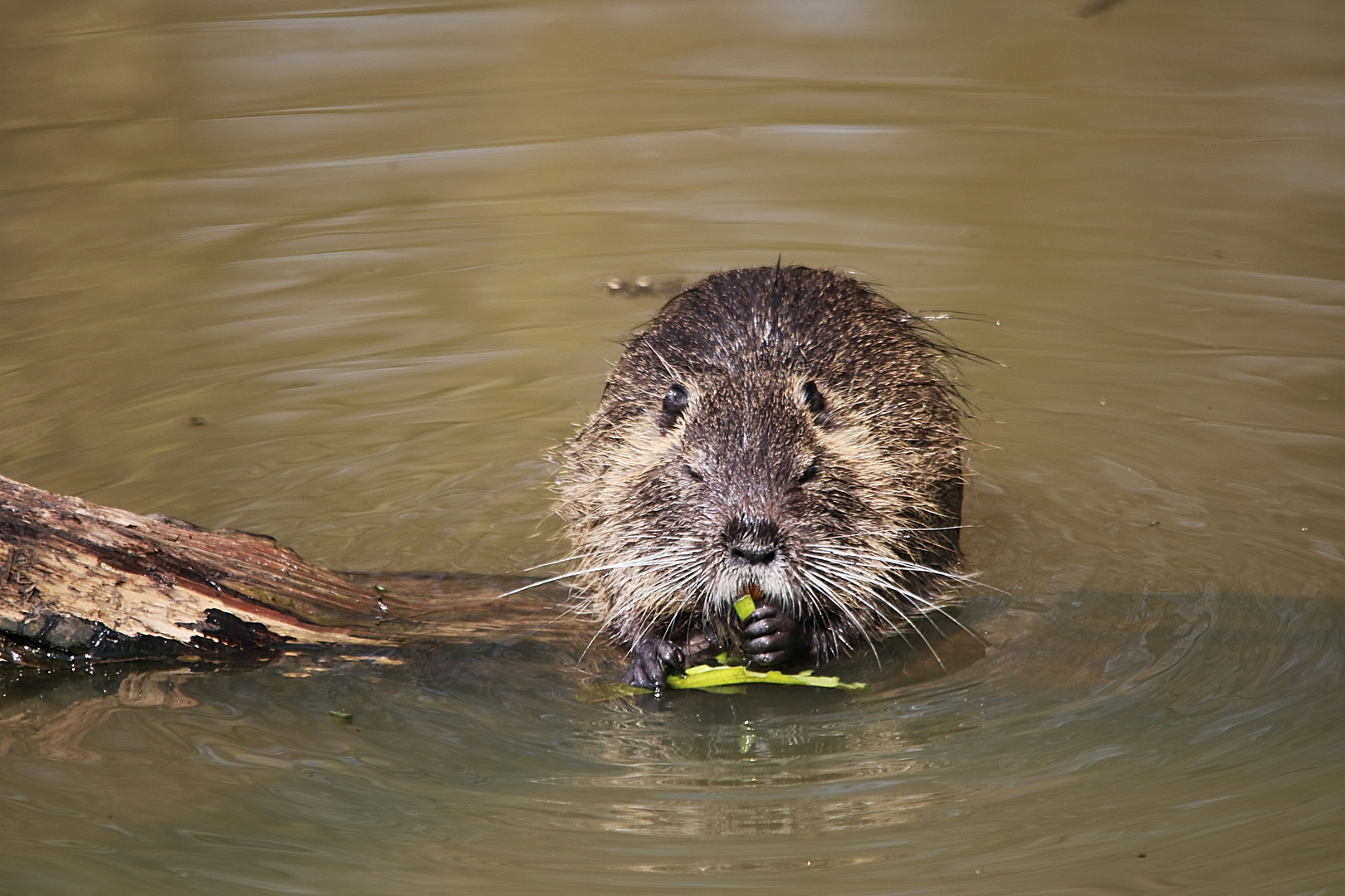 Nutria beim futtern