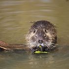 Nutria beim futtern