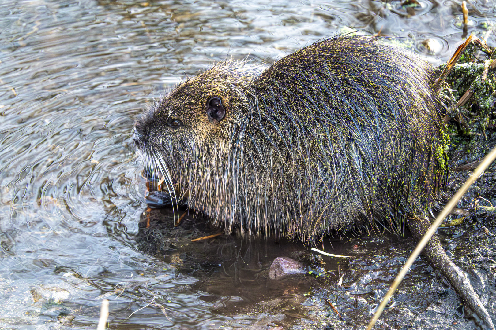 Nutria beim Futterwaschen 