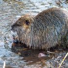 Nutria beim Futterwaschen 