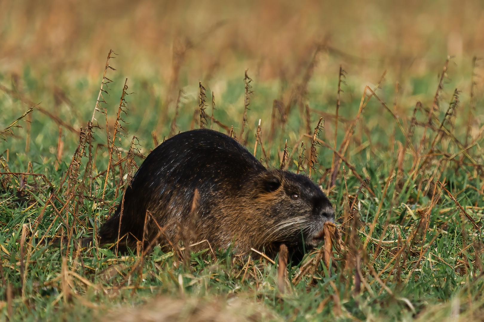 Nutria beim Grasen