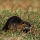 Nutria beim Grasen