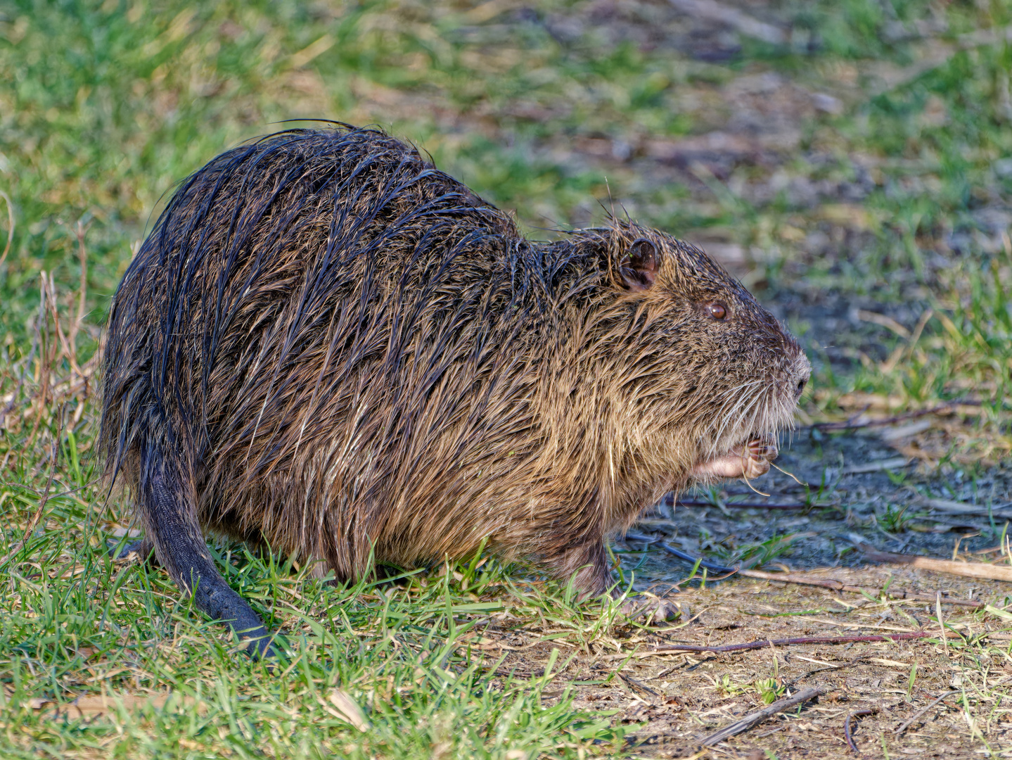 Nutria beim Grasen.