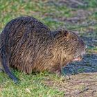 Nutria beim Grasen.