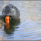 Nutria beim Karoddenfuddern