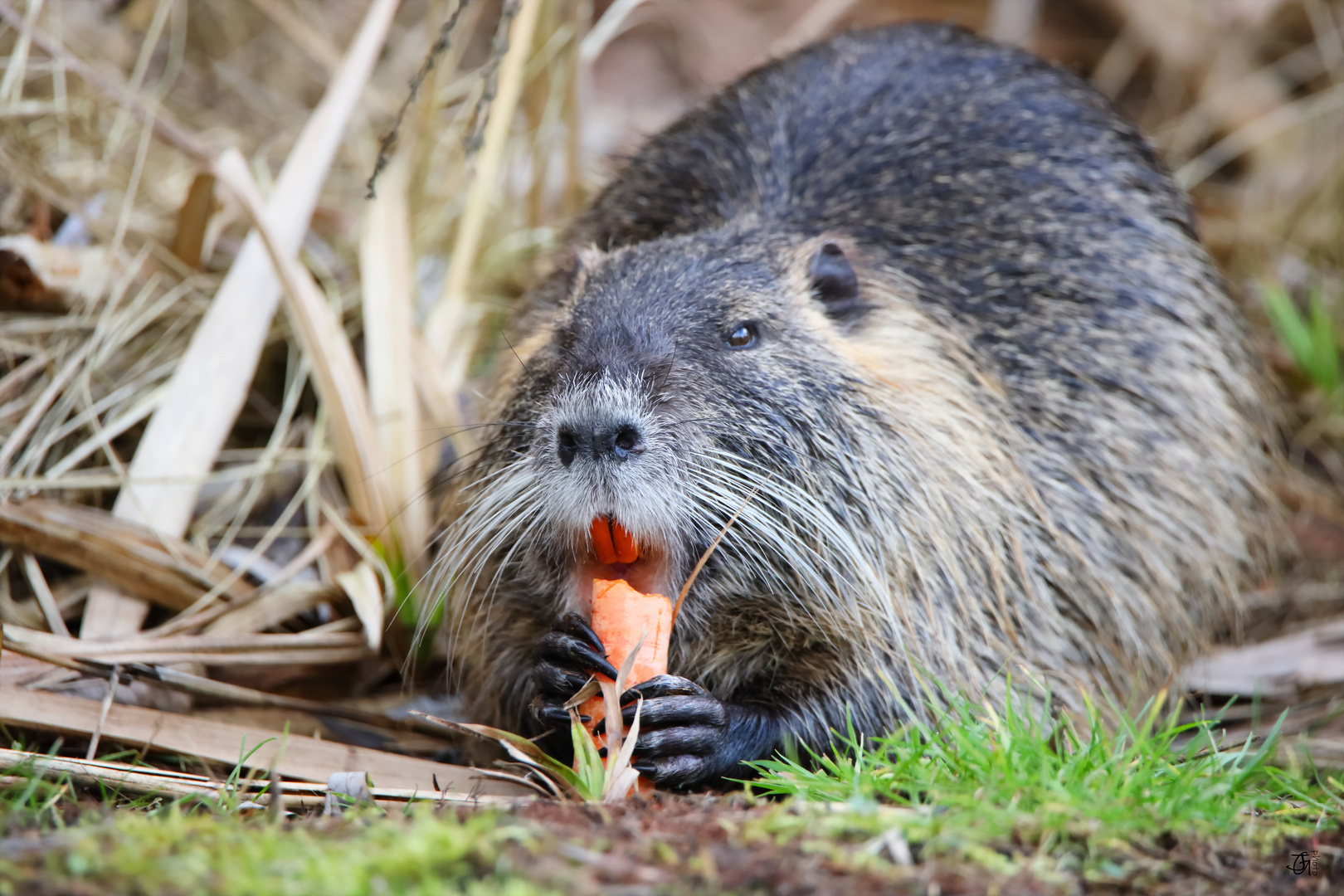 Nutria beim kleinen Imbiss