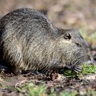 Nutria beim Landgang