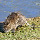 Nutria beim Landgang