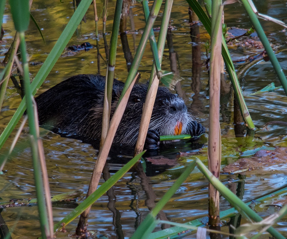 Nutria beim Lunch