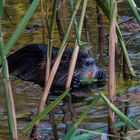 Nutria beim Lunch