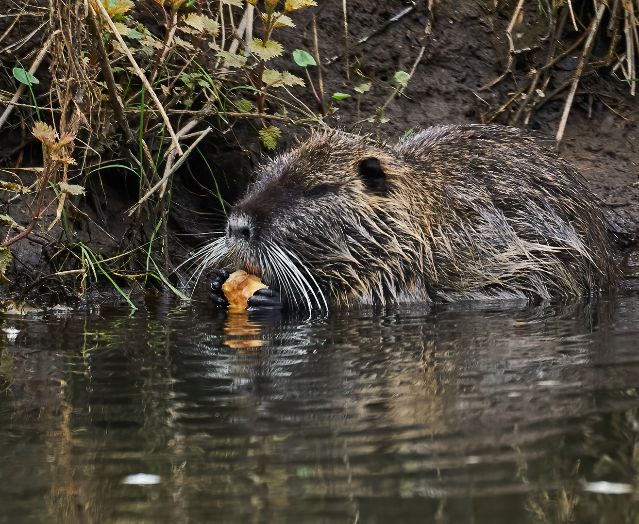 Nutria beim Mittagessen