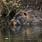 Nutria beim Mittagessen