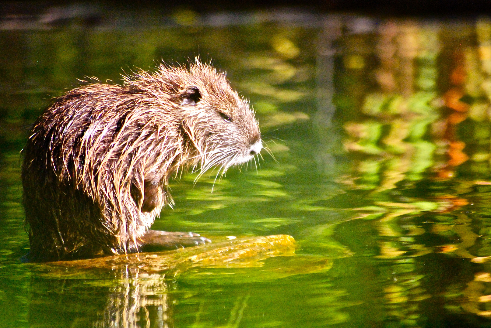 Nutria beim Säubern