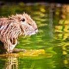 Nutria beim Säubern