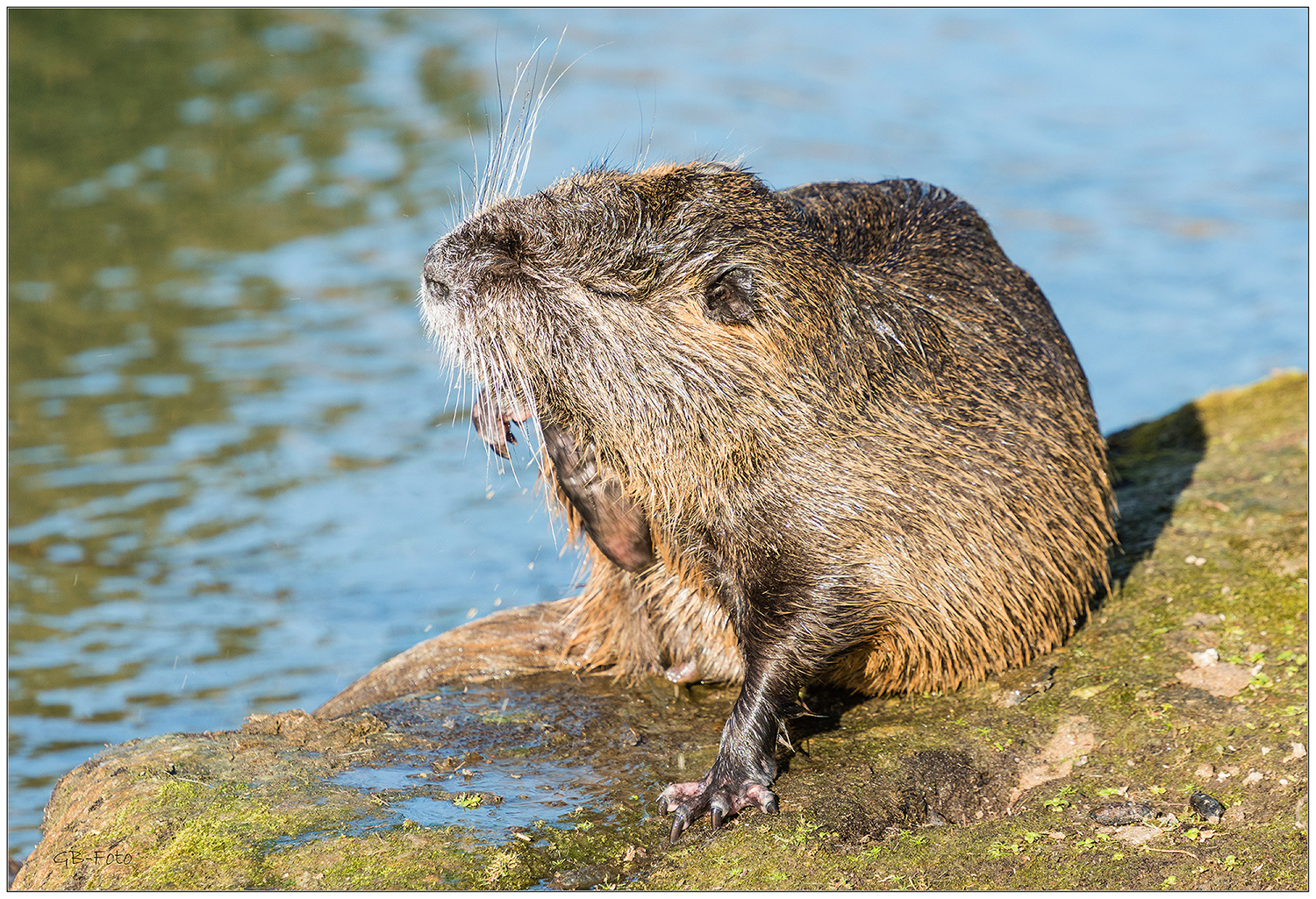 Nutria beim Sonnenbaden