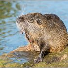 Nutria beim Sonnenbaden