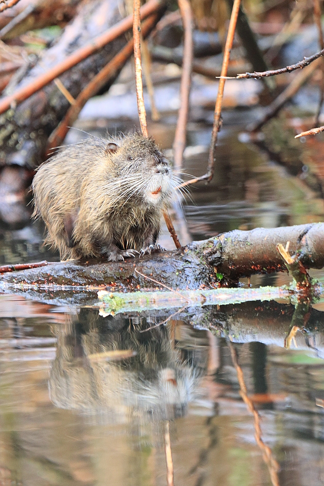 Nutria beim Spiegeln