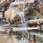 Nutria beim Spiegeln