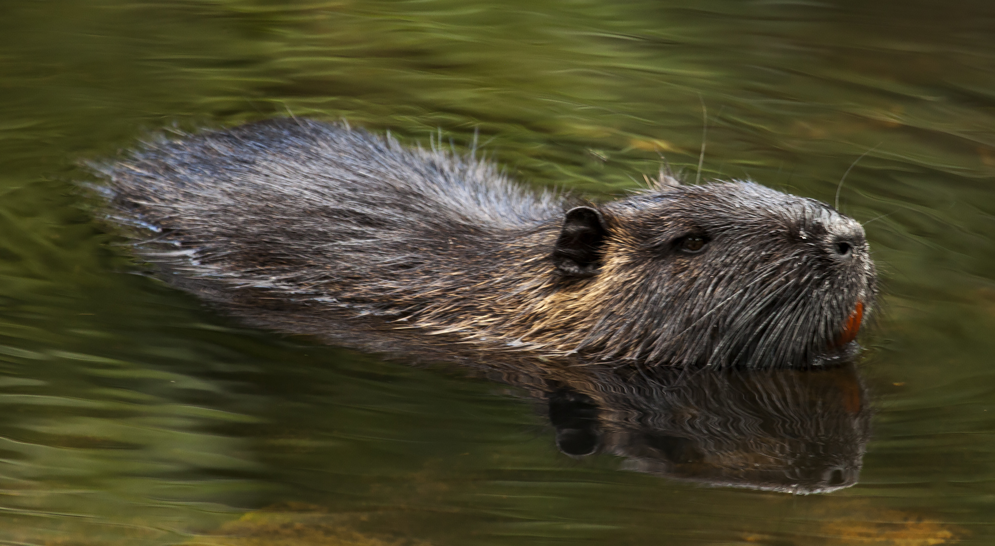 Nutria