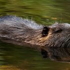 Nutria