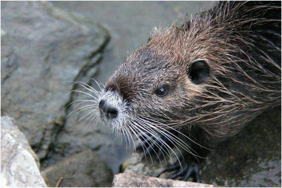 Nutria (Biberratte)