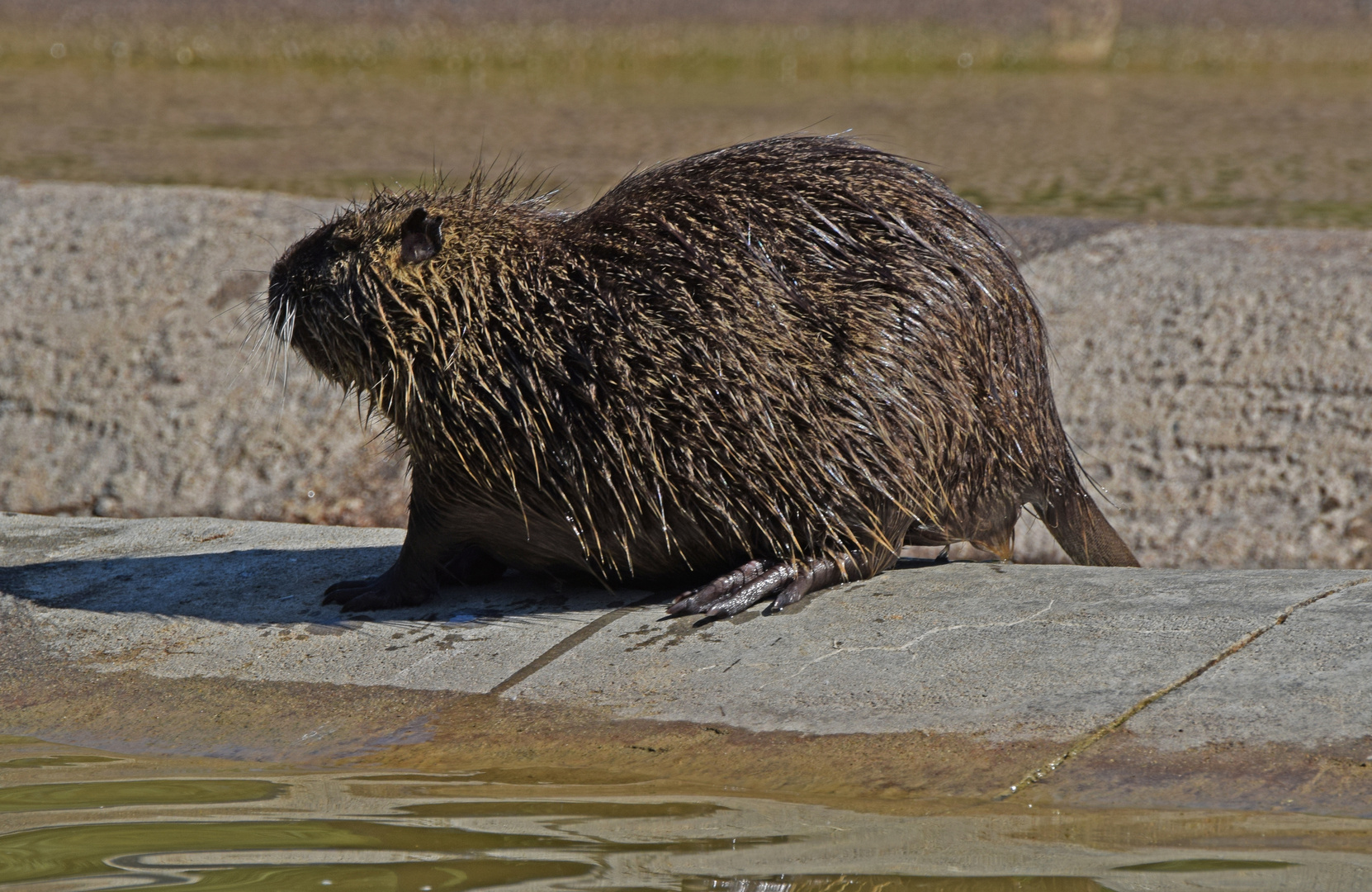 Nutria / Biberratte