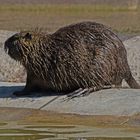 Nutria / Biberratte