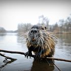 Nutria (Biberratte)