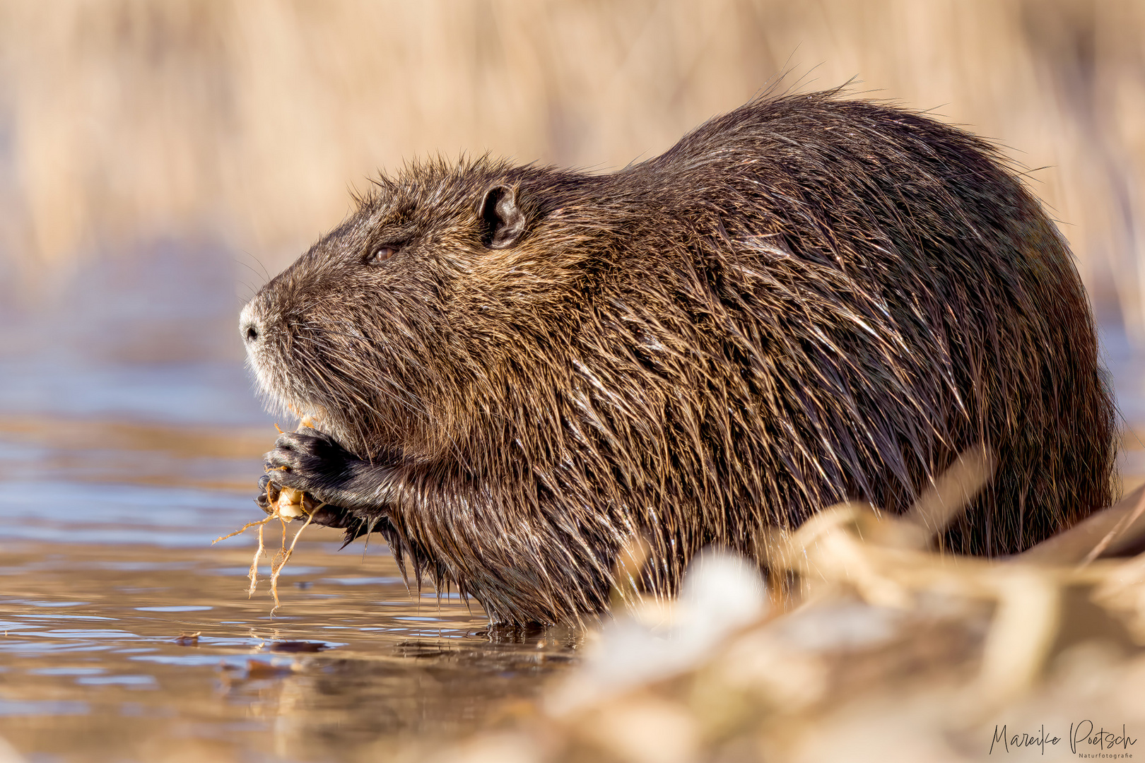 Nutria / Biberratte